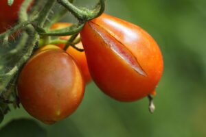 再婚挙式をやらなきゃよかった理由とは？